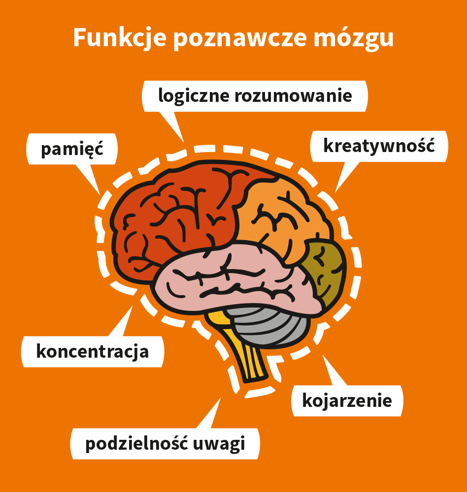 Ilustracja przedstawia funkcje poznawcze mózgu, w tym pamięć, koncentrację, kreatywność, logiczne rozumowanie, kojarzenie oraz podzielność uwagi.