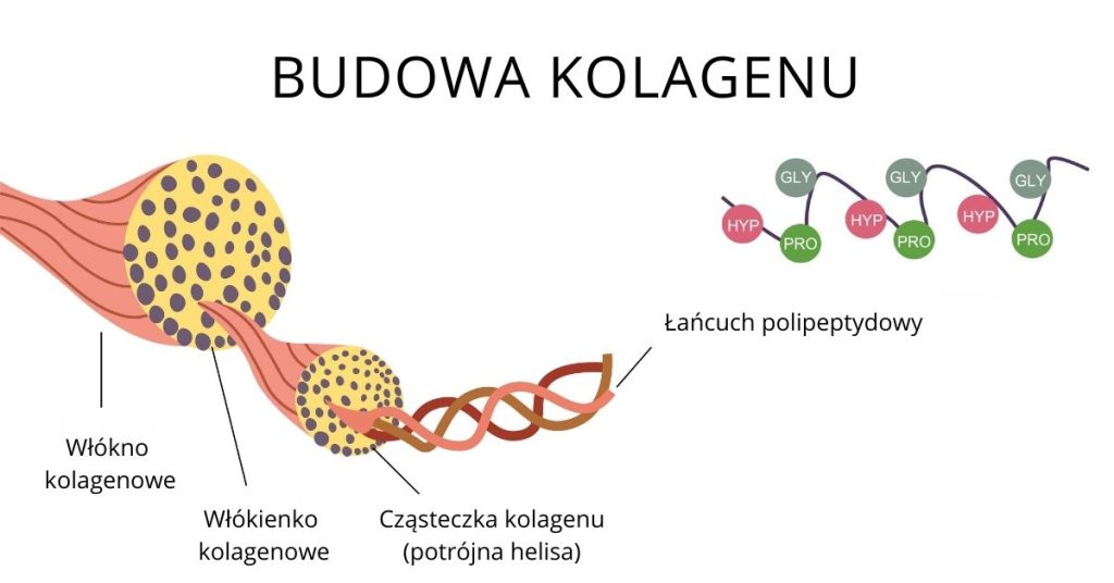 Schemat przedstawiający budowę kolagenu, wizualizacja splecionych w potrójną helisę włókien kolagenowych. 