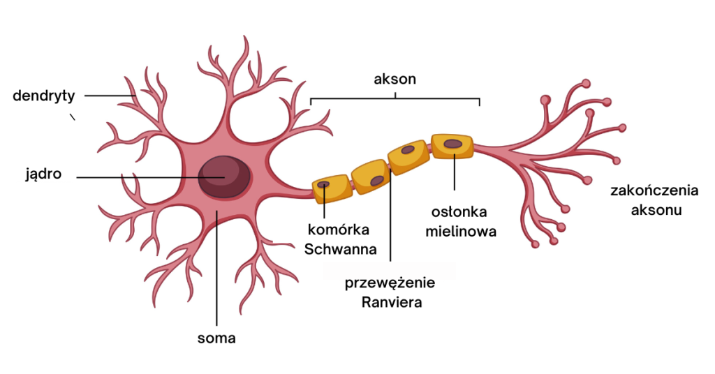 Ilustracja przedstawia neuron z oznaczeniami jego kluczowych części, takich jak dendryty, akson, komórki Schwanna oraz osłonka mielinowa, prezentując strukturę i funkcję tego ważnego elementu układu nerwowego.