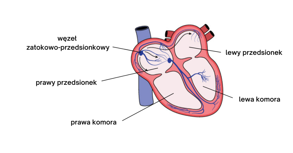 Schemat przedstawiający anatomię serca, z oznaczeniem kluczowych struktur, takich jak węzeł zatokowo-przedsionkowy, przedsionki i komory.