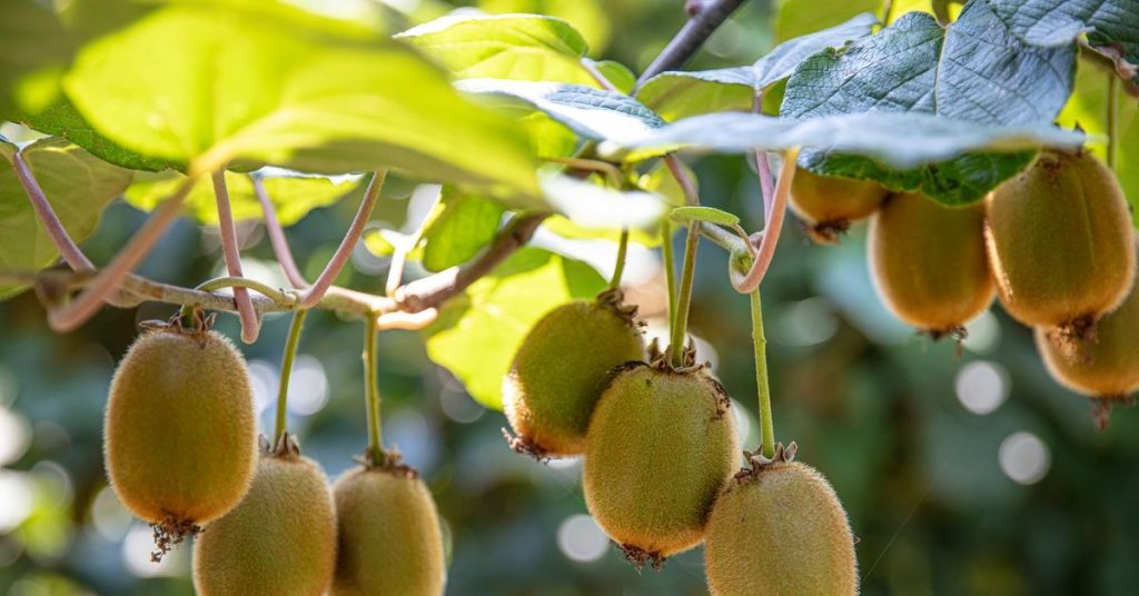 Dojrzałe owoce kiwi wiszące na gałęzi z zielonymi liśćmi w tle, symbolizujące świeżość i zdrową dietę.