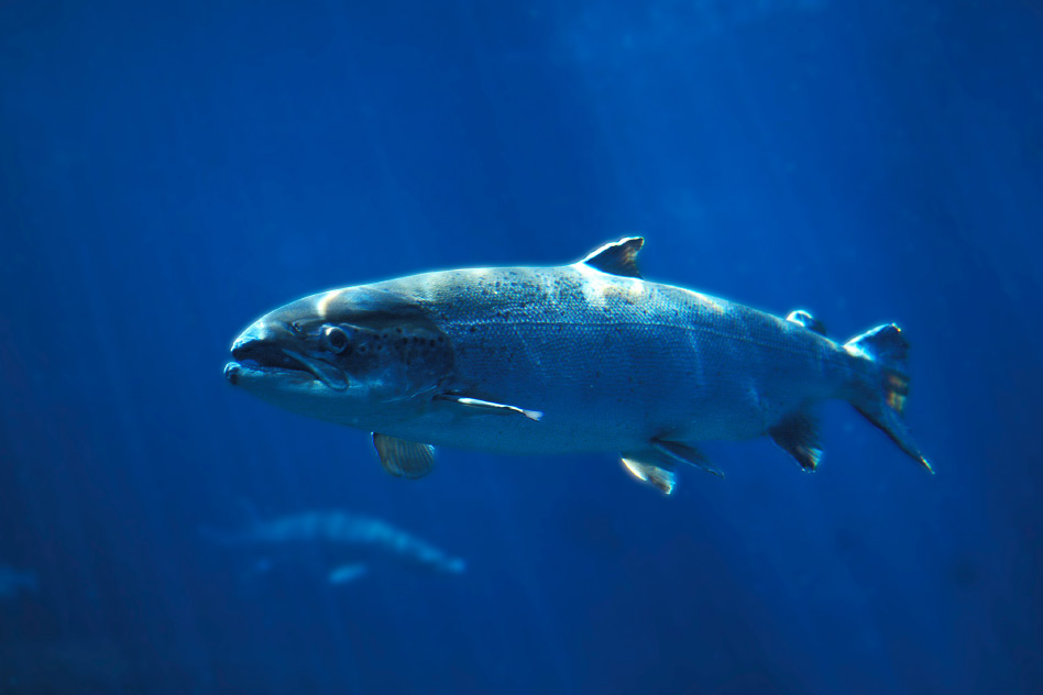 Zdjęcie przedstawia łososia pływającego w głębinach błękitnego oceanu.