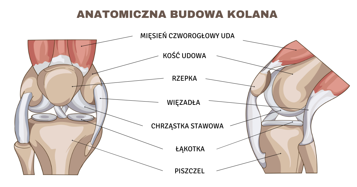 Ilustracja przedstawiająca anatomiczną budowę kolana, obejmującą takie struktury jak mięsień czworogłowy uda, kość udowa, rzepka, więzadła, chrząstka stawowa, łąkotka oraz piszczel.