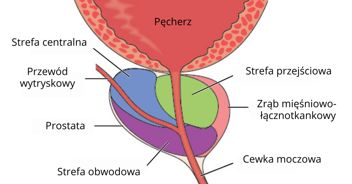Diagram przedstawia anatomię męskiego układu moczowego, pokazując pęcherz, prostatę oraz cewkę moczową wraz z ich poszczególnymi strefami.