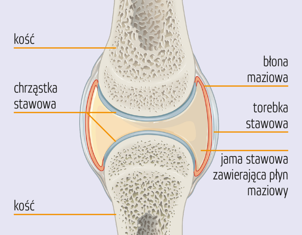 Ilustracja przedstawia szczegółową budowę stawu, z wyraźnym oznaczeniem kości, chrząstki stawowej, błony maziowej, torebki stawowej oraz jamy stawowej zawierającej płyn maziowy.