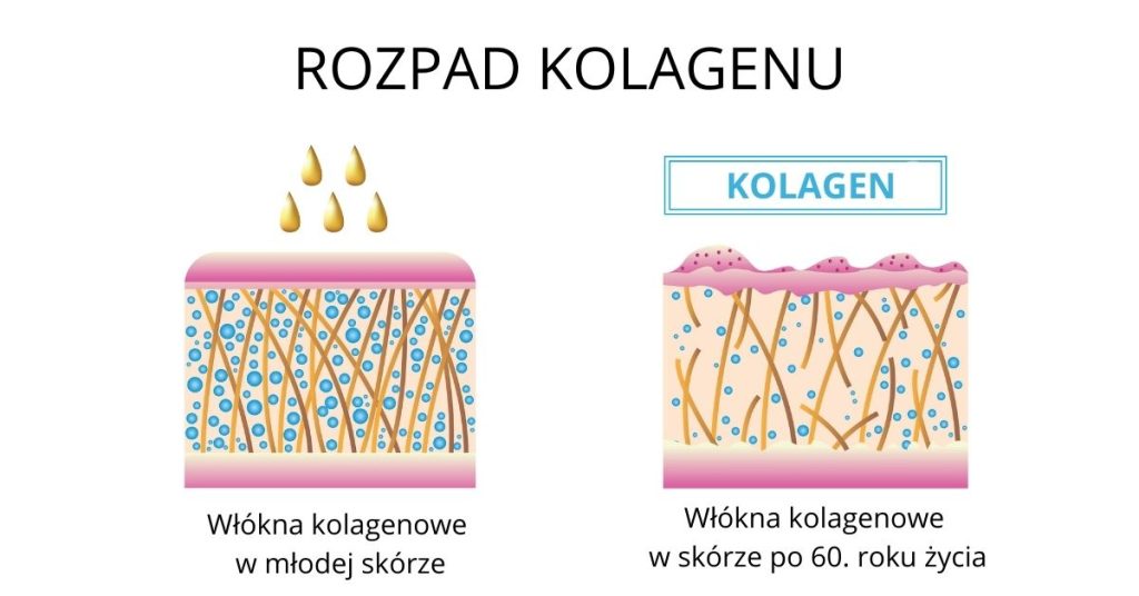 Infografika przedstawiająca rozpad kolagenu w skórze młodej oraz w skórze po 60. roku życia, ilustrująca zmiany w strukturze włókien kolagenowych.
