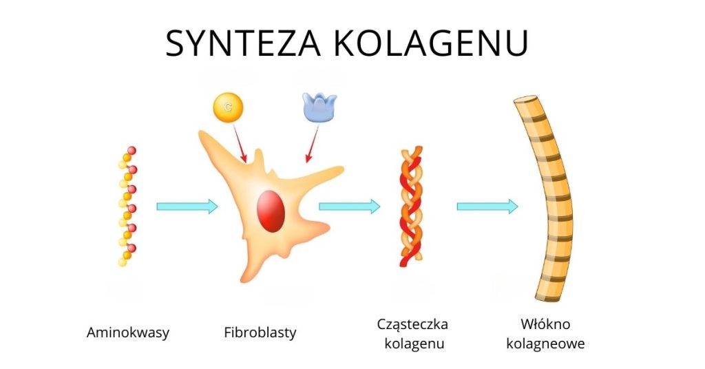 Schemat ilustrujący proces syntezy kolagenu, obejmujący aminokwasy, fibroblasty oraz tworzenie włókien kolagenowych.