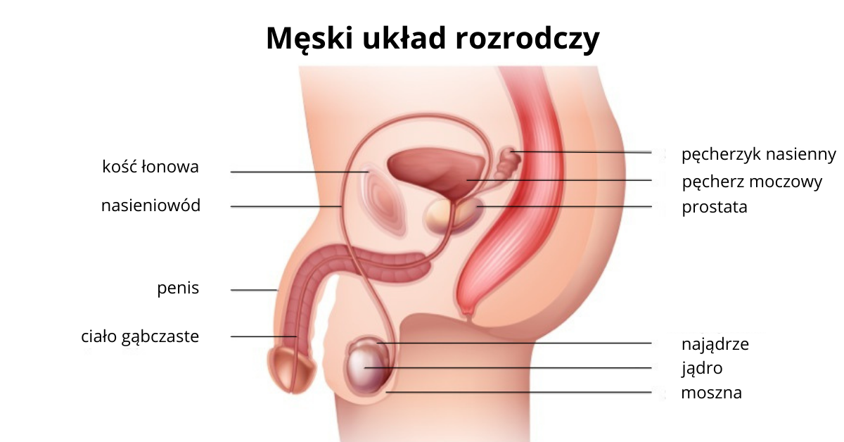 Ilustracja przedstawia męski układ rozrodczy, z oznaczeniem kluczowych elementów takich jak penis, jądra, nasieniowód i prostata.