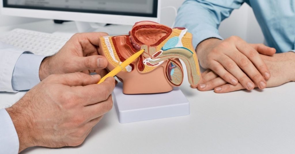 Model anatomiczny układu moczowo-płciowego jest omawiany przez lekarza podczas konsultacji medycznej.