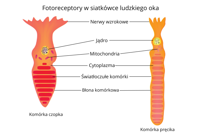 Schemat przedstawiający budowę fotoreceptorów w siatkówce ludzkiego oka, w tym komórki czopka oraz komórki pręcika, z oznaczeniem kluczowych struktur takich jak jądro, mitochondria, cytoplazma oraz nerwy wzrokowe.