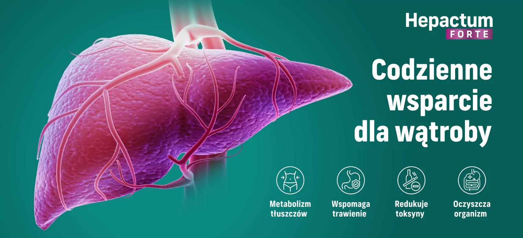 Trójwymiarowa ilustracja zdrowej wątroby w żywych kolorach, podkreślająca jej funkcje, takie jak metabolizm tłuszczu, wspomaganie trawienia, redukcja toksyn i ogólna detoksykacja organizmu. Towarzyszący tekst promuje Hepactum Forte jako codzienne wsparcie wątroby.