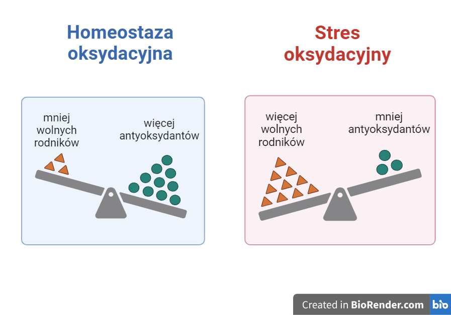 Ilustracja przedstawiająca porównanie homeostazy oksydacyjnej i stresu oksydacyjnego, z różnicą w ilości wolnych rodników i antyoksydantów.