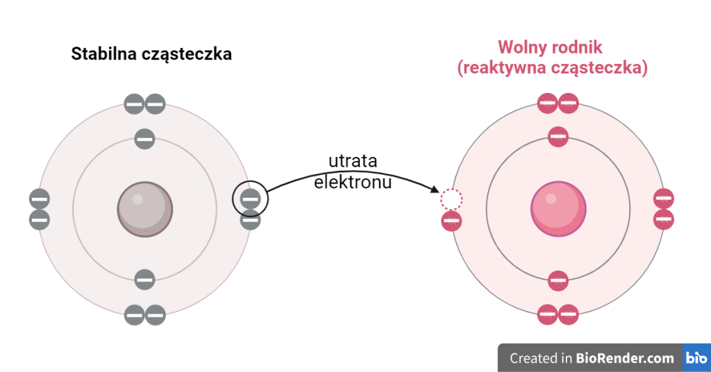 Schemat ilustruje różnicę między stabilną cząsteczką a wolnym rodnikiem, pokazując utratę elektronu i jej wpływ na reaktywność.