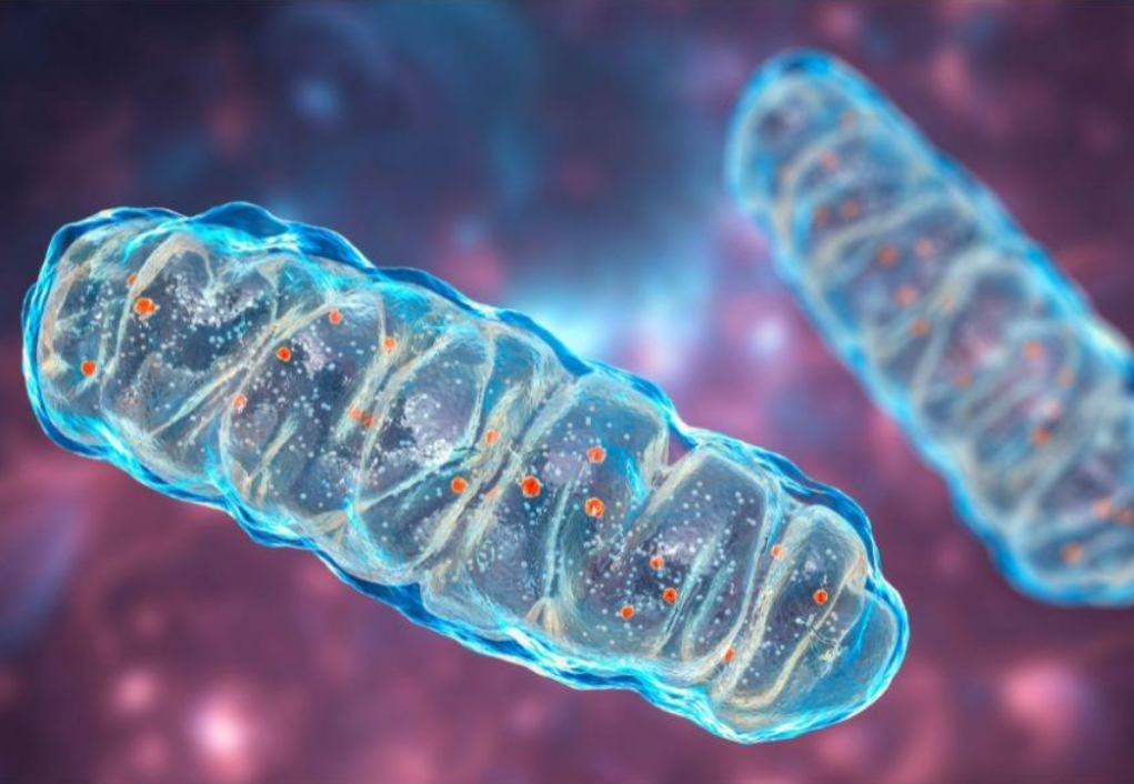 Mitochondria