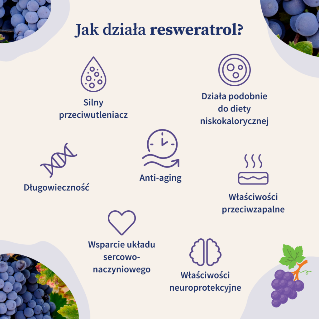 Resweratrol to silny przeciwutleniacz, ma właściwości przeciwzapalne i neuroprotekcyjne