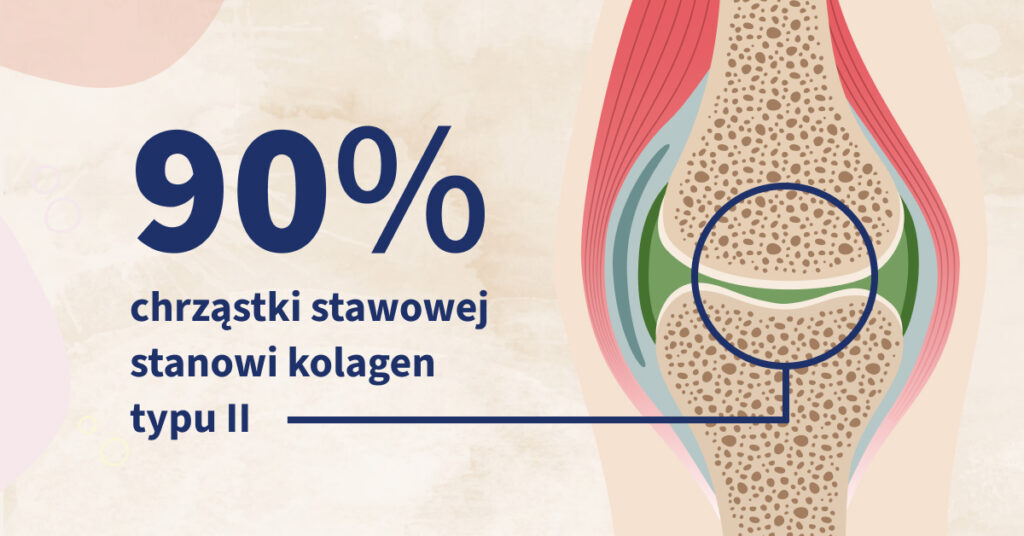 Kolagen typu 2 to aż 90% chrząstki stawowej